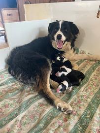 Cuccioli di Border collie