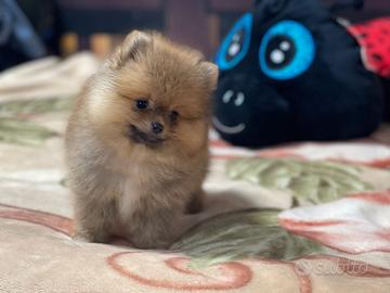 Cuccioli Spitz nano Pomerania