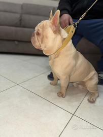 Buldog francese