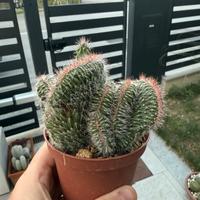 Cactus - 5 Nyctocereus serpentinus f. crestata