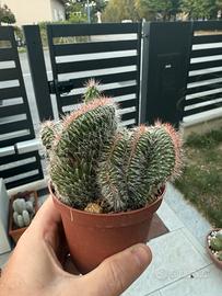 Cactus - 5 Nyctocereus serpentinus f. crestata