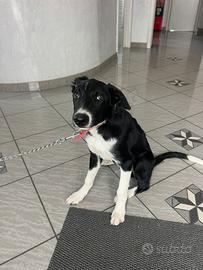 Border Collie con pedigree in adozione