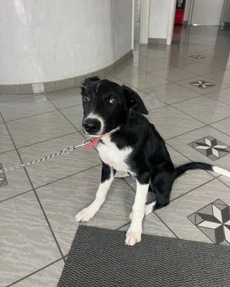 Border Collie con pedigree in adozione