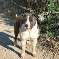 Amstaff blu per monte