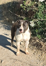 Amstaff blu per monte