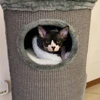 Gattino Sphynx 7 mesi