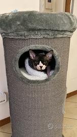 Gattino Sphynx 7 mesi