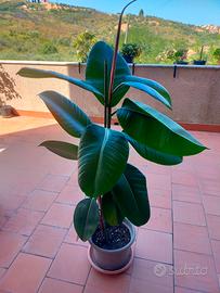 Ficus Elastica 