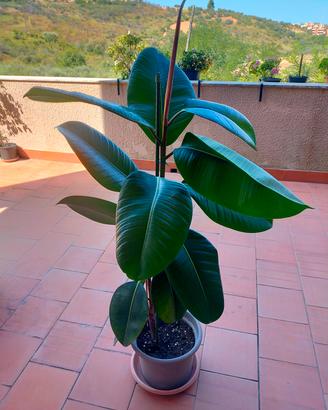Ficus Elastica 