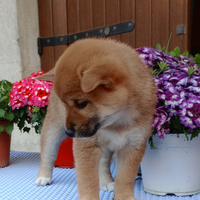 Shiba Inu femmina pedigree ENCI