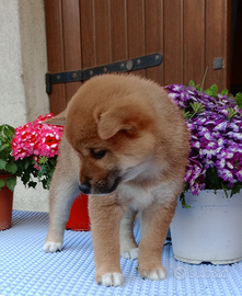 Shiba Inu femmina pedigree ENCI
