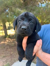 Ultime Disponibilità - Labrador Neri