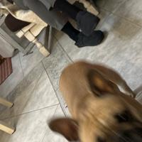 Bulldog francese