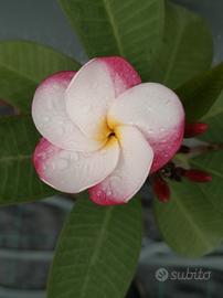 talea Pink pansy