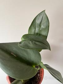 Scindapsus trebie “moonlight “