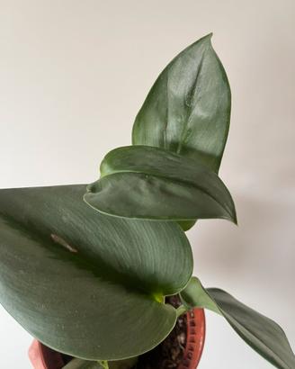 Scindapsus trebie “moonlight “