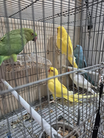 Parrocchetti dal collare diverse mutazioni