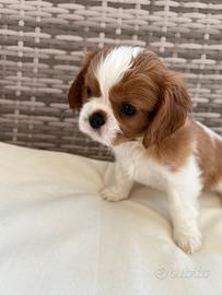 Cuccioli di Cavalier King con pedigree