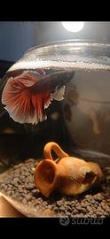 Betta alefante