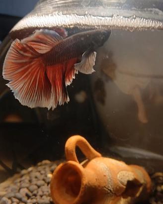 Betta alefante