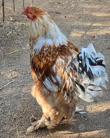 Gallo adulto di brahma splah