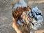 Immagine 1