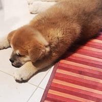 Vendita cucciolo femmina di Akita Inu