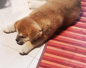 Vendita cucciolo femmina di Akita Inu
