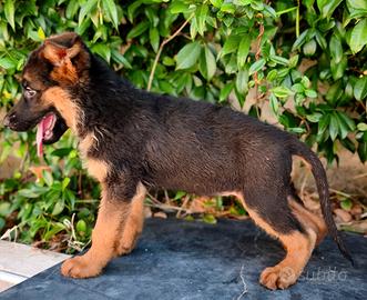 Cuccioli di pastore tedesco alta genealogia