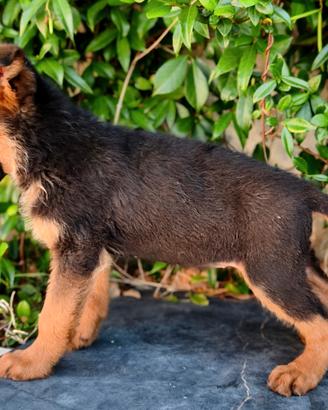 Cuccioli di pastore tedesco alta genealogia
