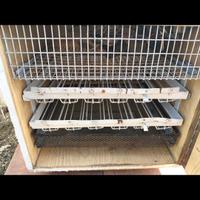 incubatrici  per uova