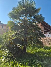 palma