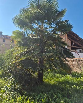 palma