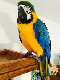 Papoagallo ara giallo e blu con voliera