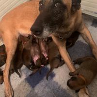 Cuccioli selezionati di pastore belga Malinois