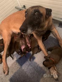Cuccioli selezionati di pastore belga Malinois