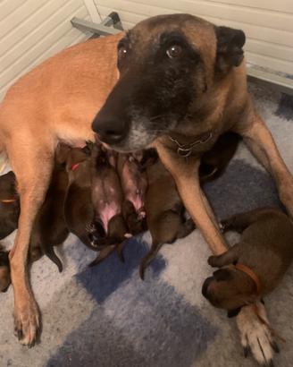 Cuccioli selezionati di pastore belga Malinois