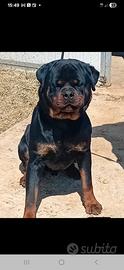 Rottwailer