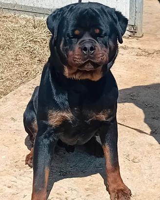 Rottwailer