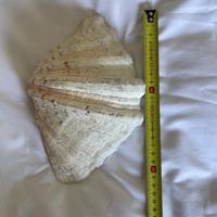 Conchiglia di mare - Tridacna Crocea