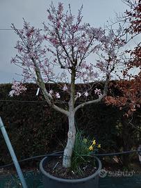pianta magnolia stellata fioritura primaverile 