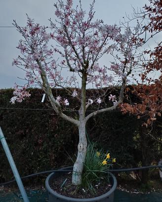 pianta magnolia stellata fioritura primaverile 