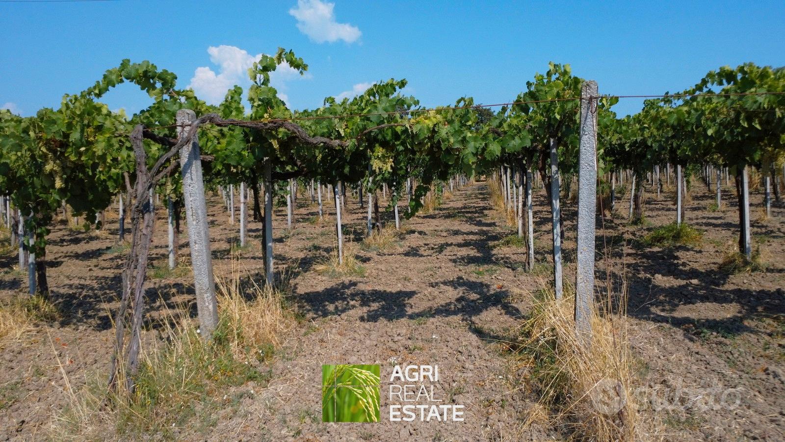 Terreno agricolo 4 ettari fronte strada con pozzo - Vista 5