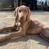 Cuccioli maschi di weimaraner con pedigree