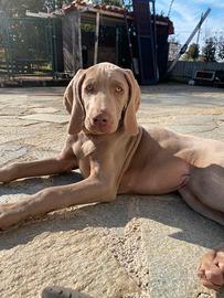 Cuccioli maschi di weimaraner con pedigree