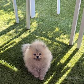 Pomerania femmina