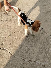 Beagle originale