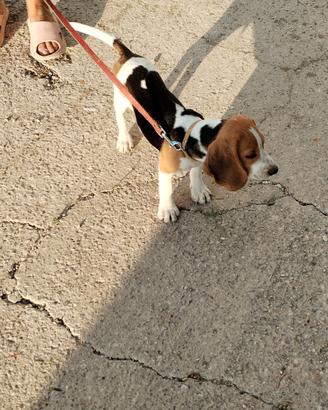 Beagle originale