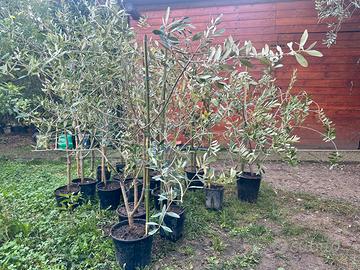 Piante di olivo