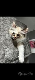 Gatti Siberiani ipoallergenico 600eur disponibili